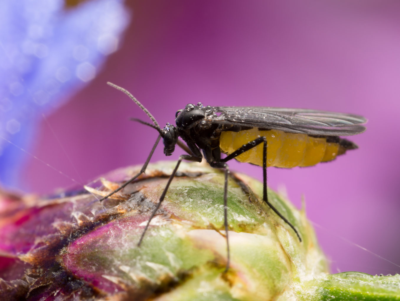 Gnats and Fruit Flies