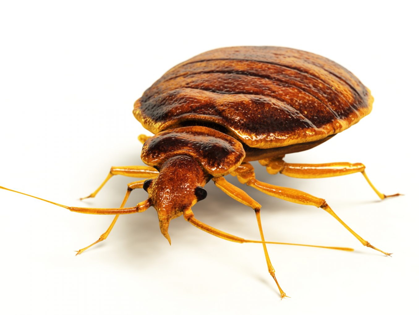 Omaha Pest Control, Inc Bed bugs Nebraska