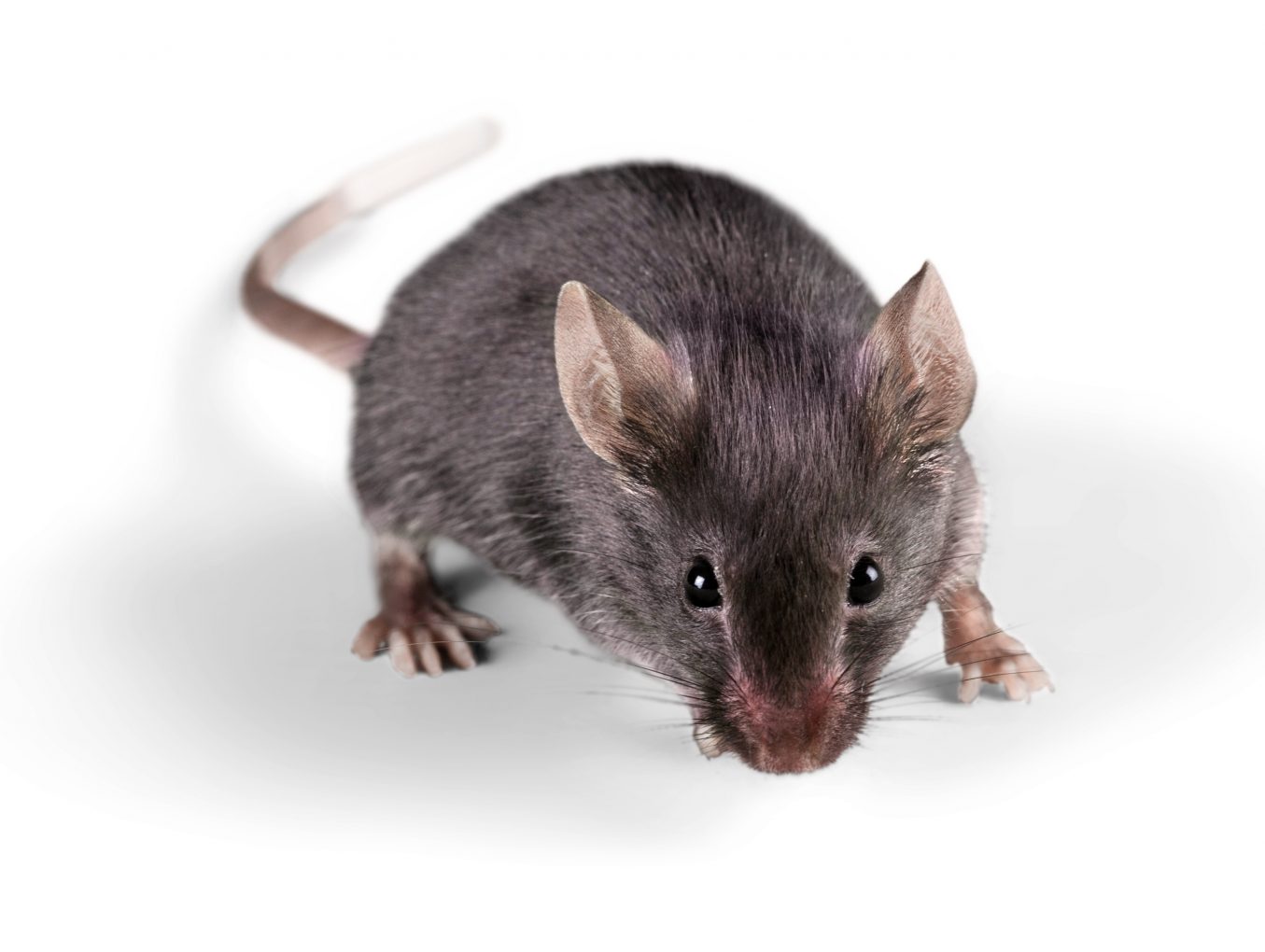 Rodent Pest Control Exterminate Omaha Pest Control