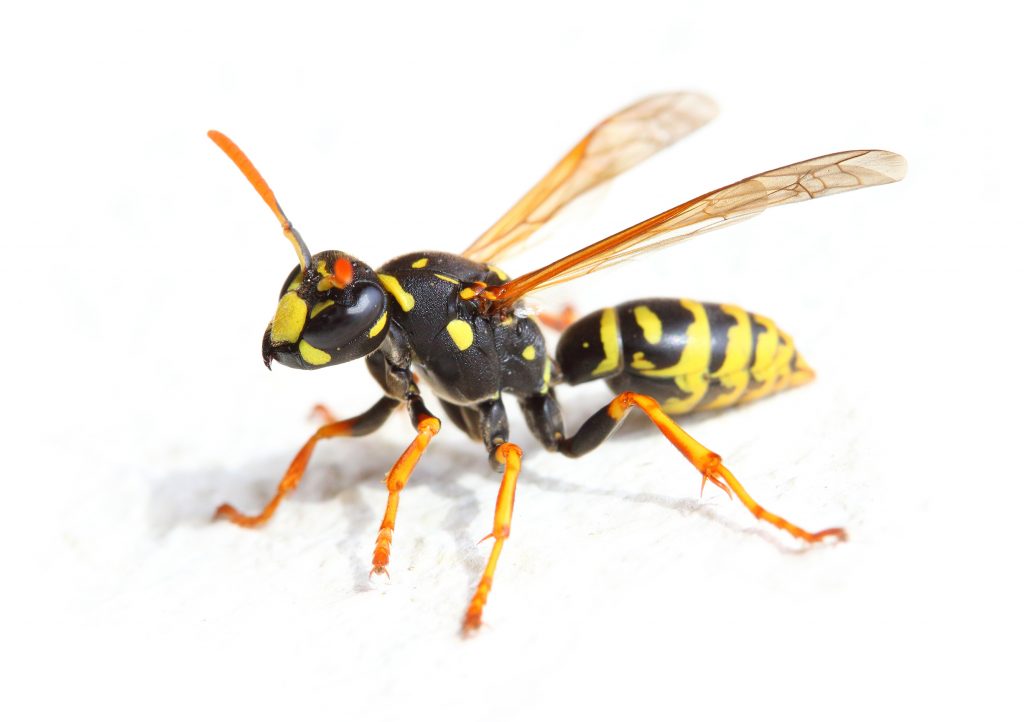 The Yellow Jacket Wasp.